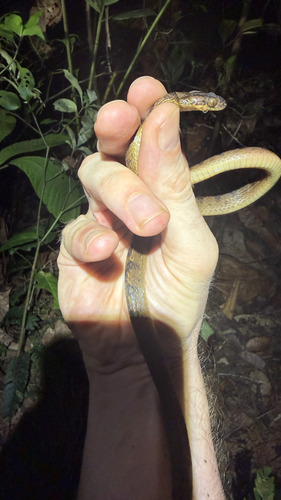 Ornate Cat-eyed Snake