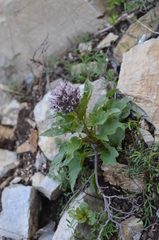 Physochlaina semenowii