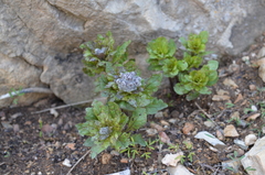 Physochlaina semenowii