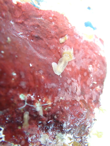 Exaiptasia diaphana observed 2026-02-22