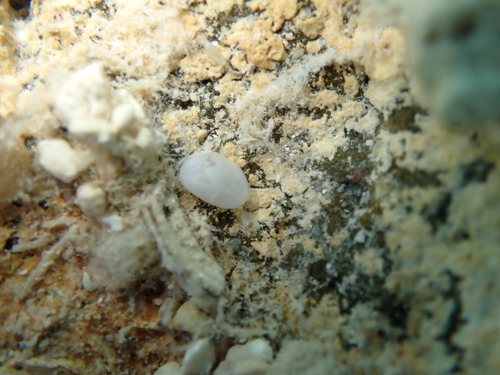 Nesobornia hawaiensis observed 2026-02-22