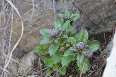 Physochlaina semenowii