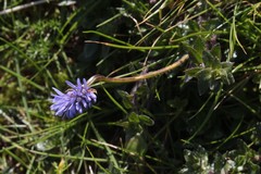 Jasione maritima