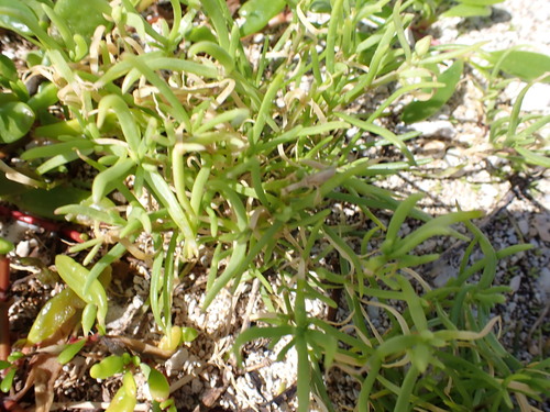 Spergularia marina observed 2026-02-22