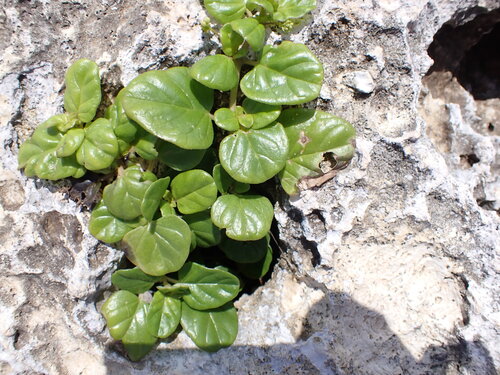 Boerhavia repens observed 2026-02-22