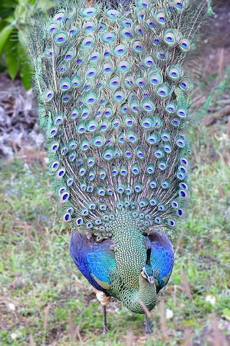 Green Peafowl