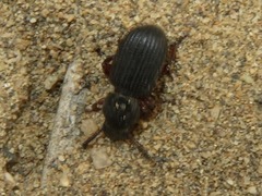 Ammophorus