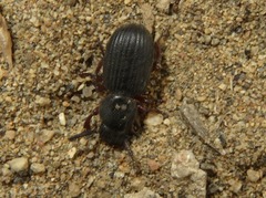 Ammophorus