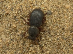 Ammophorus