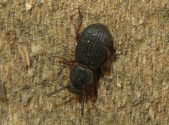 Ammophorus