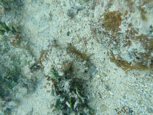 Gonodactylaceus falcatus observed 2026-02-22