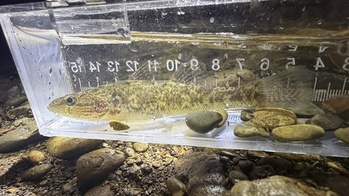 Sleeper (Gobiomorus maculatus) — Eleotridae