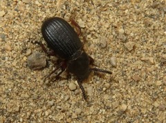 Ammophorus