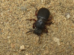 Ammophorus