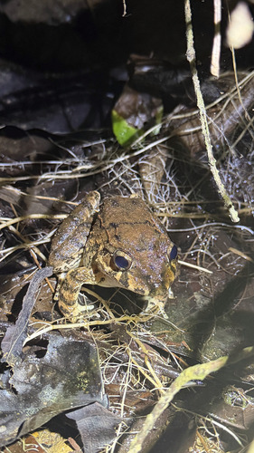 Choco Robber Frog, Strabomantis anomalus
