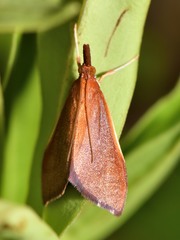Udea daiclesalis