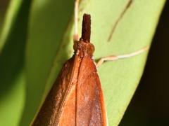 Udea daiclesalis