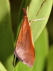 Udea daiclesalis