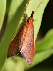 Udea daiclesalis