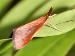Udea daiclesalis