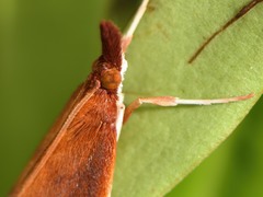 Udea daiclesalis