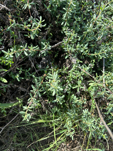 Alkali Heath