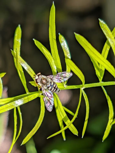 Unknown species found near Corona, CA, USA