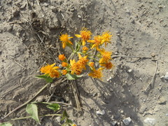 Pseudogynoxys cordifolia