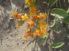 Pseudogynoxys cordifolia