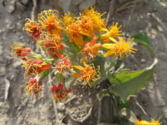 Pseudogynoxys cordifolia