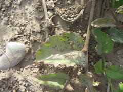 Pseudogynoxys cordifolia