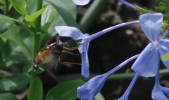 Philoliche aethiopica