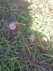 Mimosa pudica