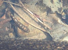 Liniparhomaloptera disparis