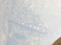 Liniparhomaloptera disparis