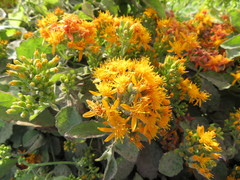 Pseudogynoxys cordifolia