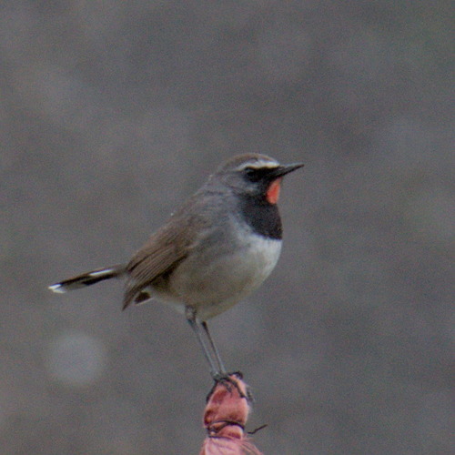 Himalayan Rubythroat (Calliope pectoralis), photo 9