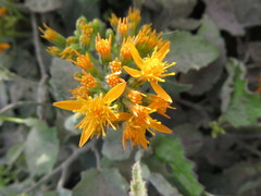 Pseudogynoxys cordifolia