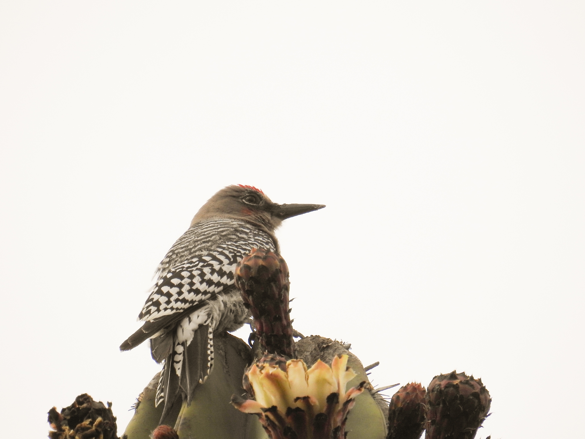 Grey-breasted Woodpecker (Melanerpes hypopolius), photo 1