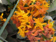 Pseudogynoxys cordifolia