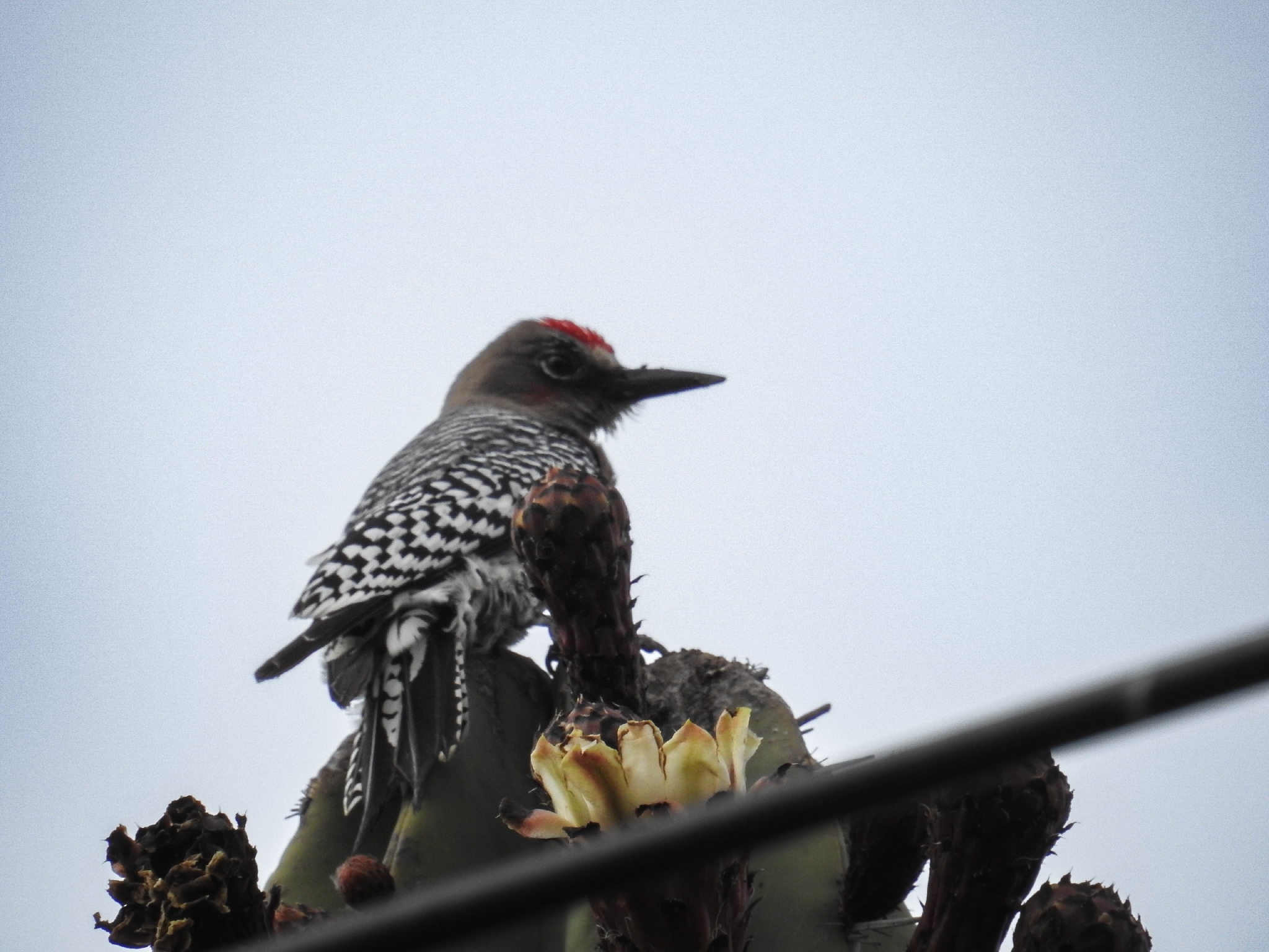 Grey-breasted Woodpecker (Melanerpes hypopolius), photo 2