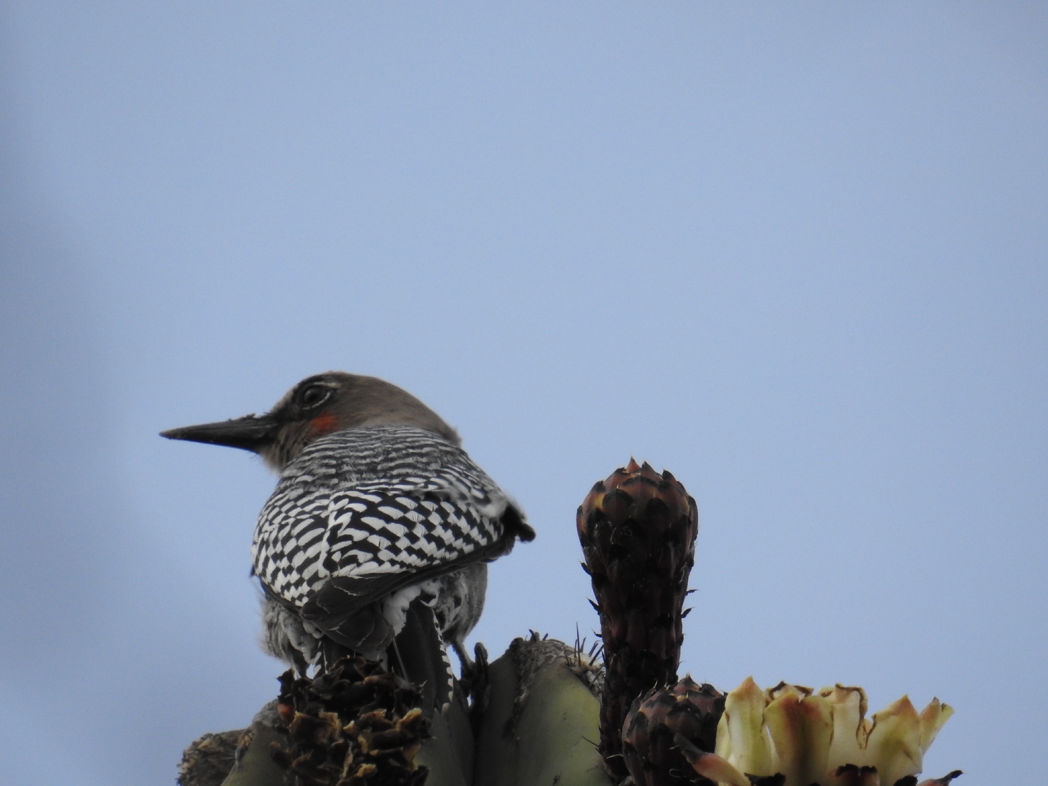 Grey-breasted Woodpecker (Melanerpes hypopolius), photo 3