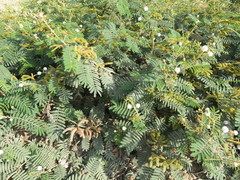 Mimosa pellita
