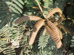 Mimosa pellita