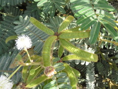 Mimosa pellita