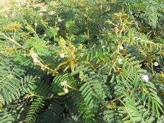 Mimosa pellita