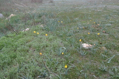 Tulipa kolpakowskiana