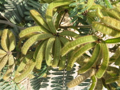 Mimosa pellita