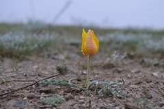 Tulipa kolpakowskiana