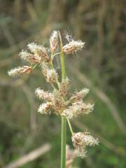 Schoenoplectus litoralis